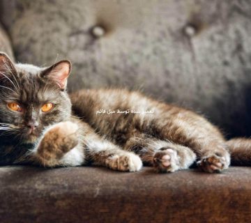 تعمیرات مبل آسیب دیده