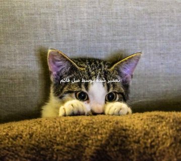 قیمت تعمیر مبل آسیب دیده با گربه